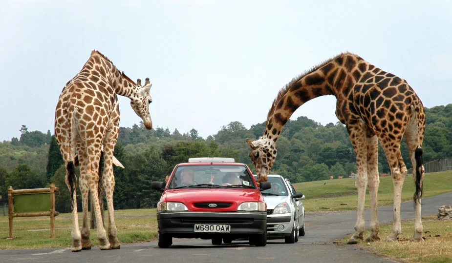 Safari Parks