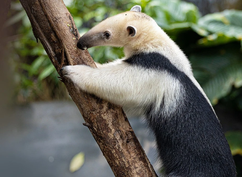 Anteater Encounter