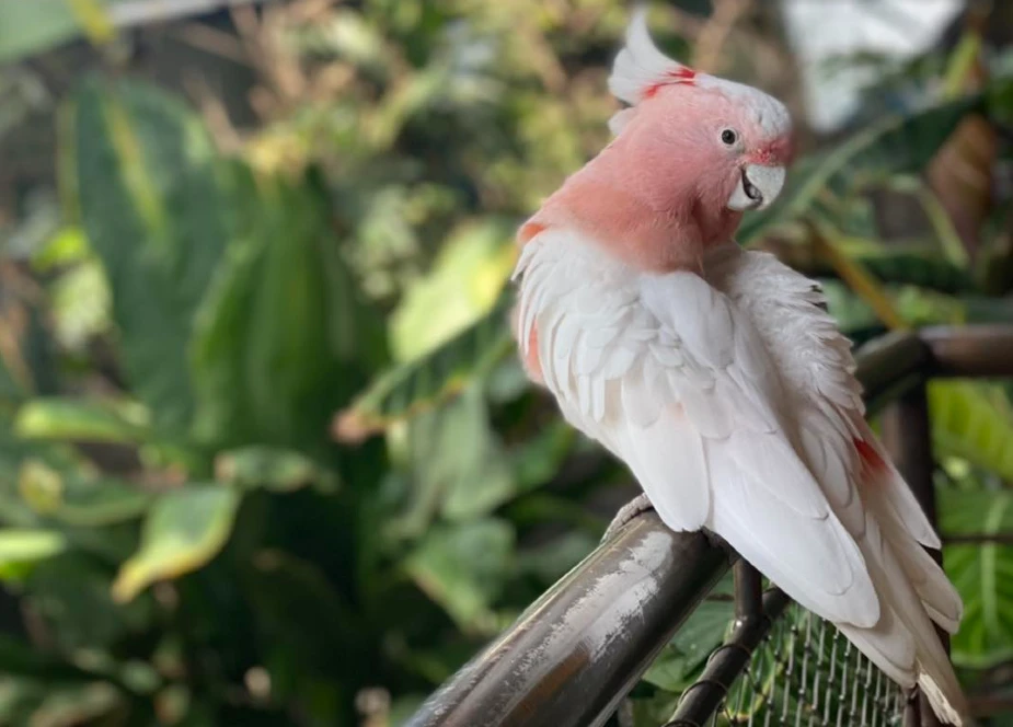Bird Encounter