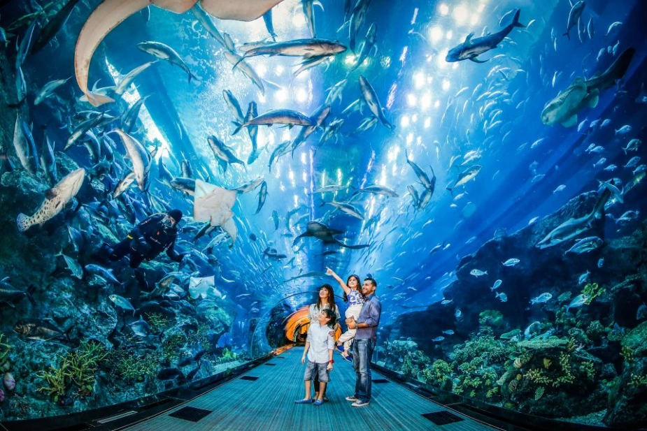 Dubai Aquarium and Underwater Zoo Shark Dive Experience