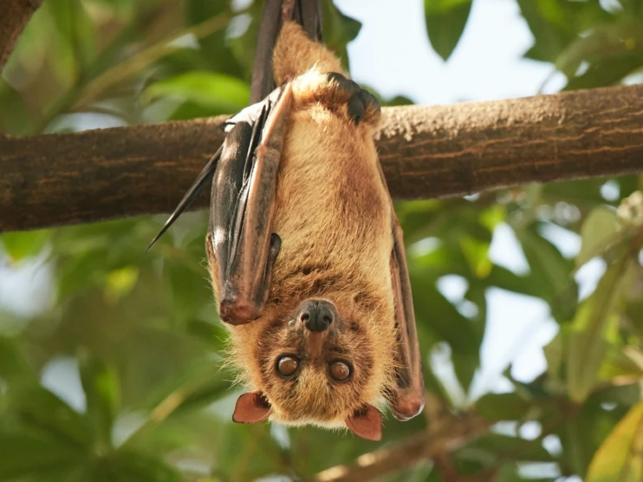 Hang Out with the Flying Fox