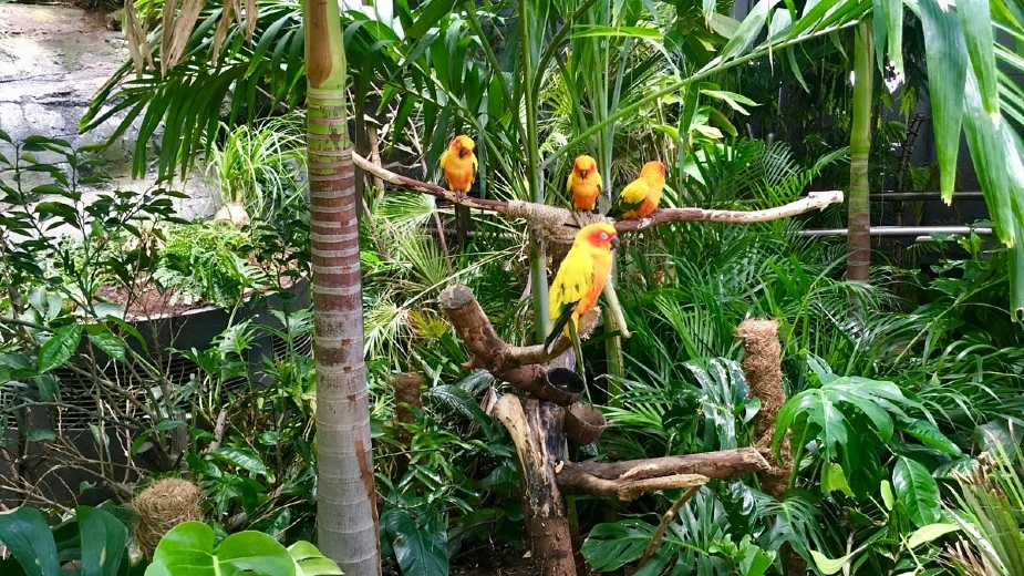 Indoor Rainforest Diversification