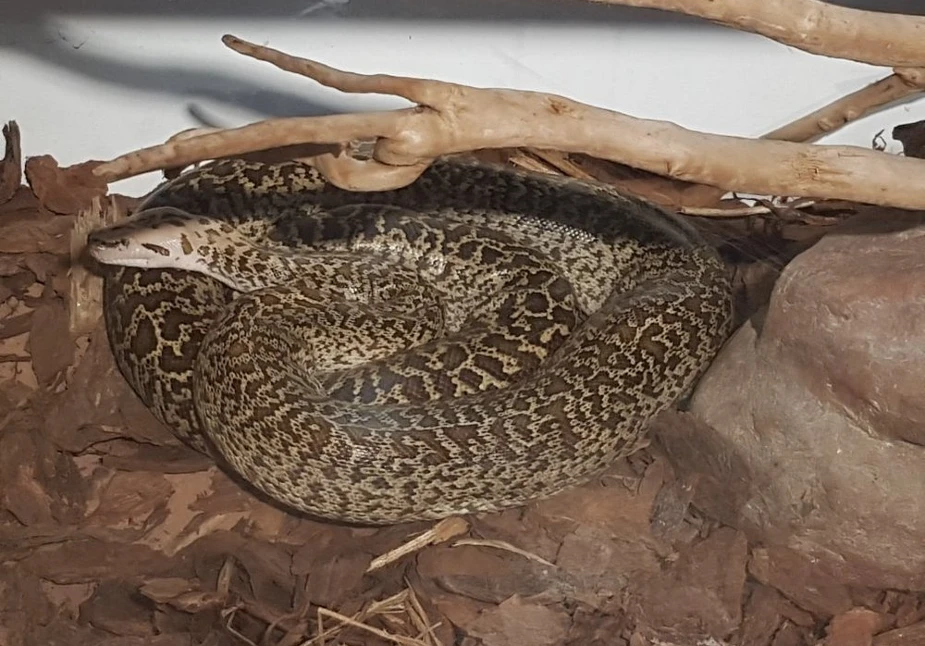 Meet the Anacondas