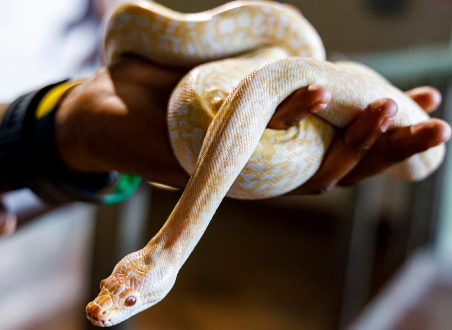 Reptile Encounter
