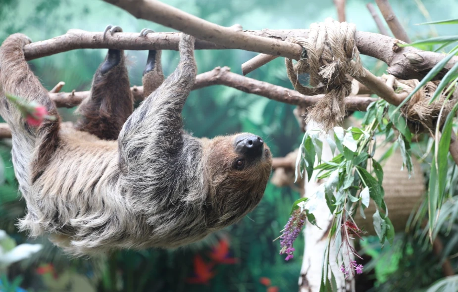 Sloth Encounter