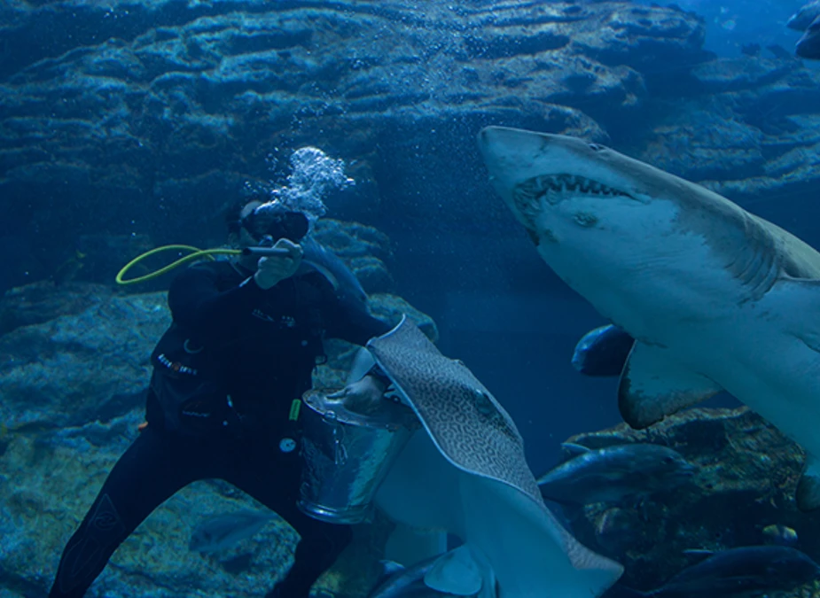 Swimming with sharks at Lost Chambers Aquarium