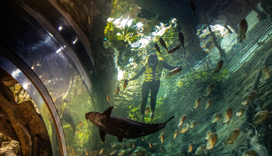 Try Snorkeling with Piranhas