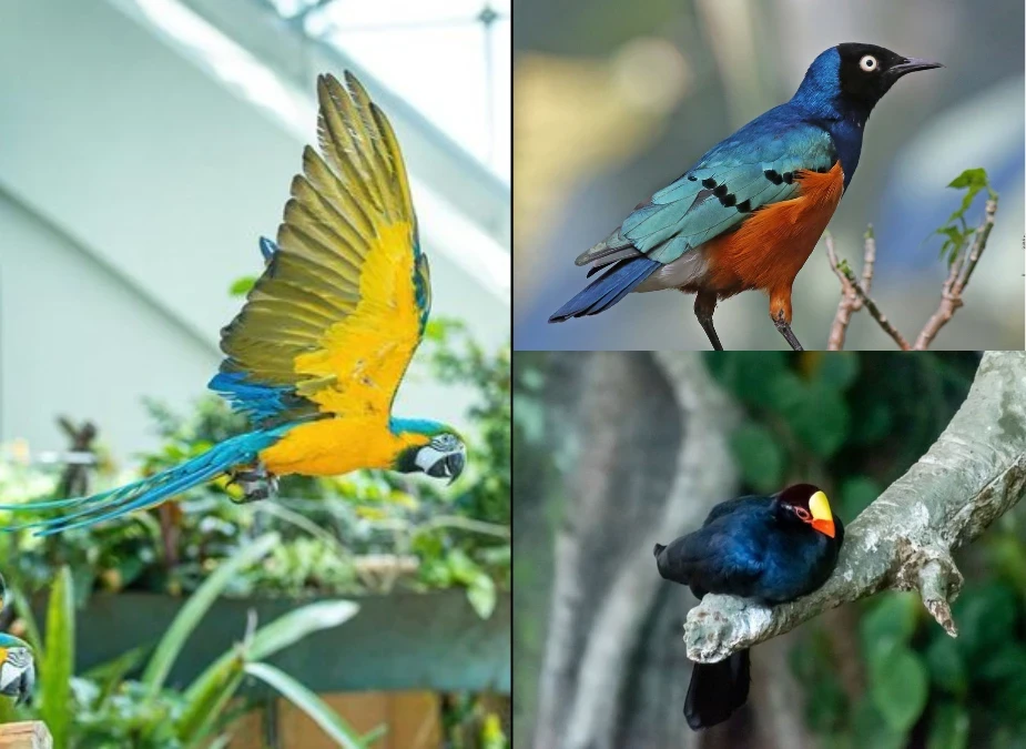 Variety of Tropical Birds