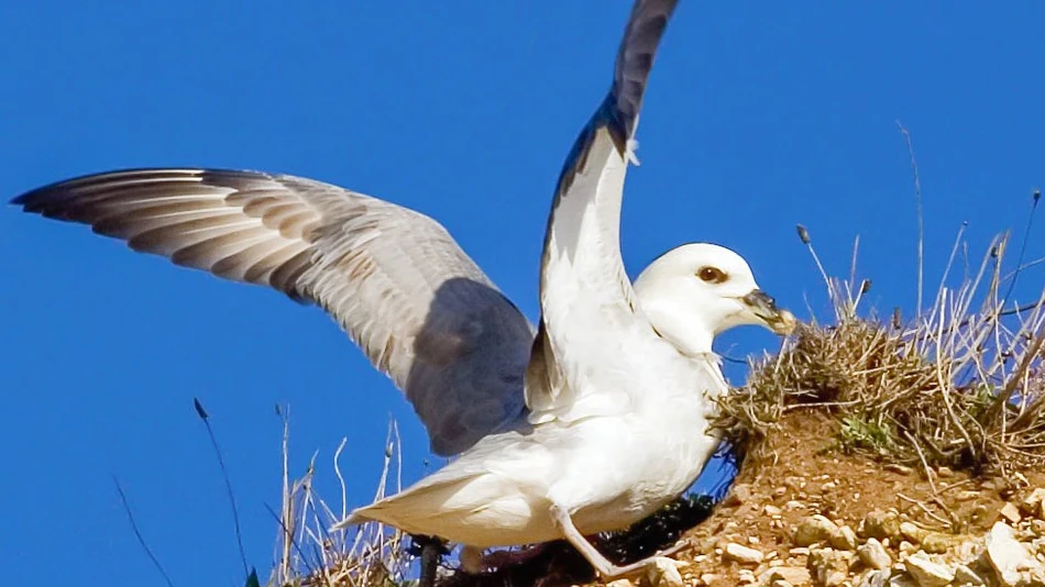 Fulmar 