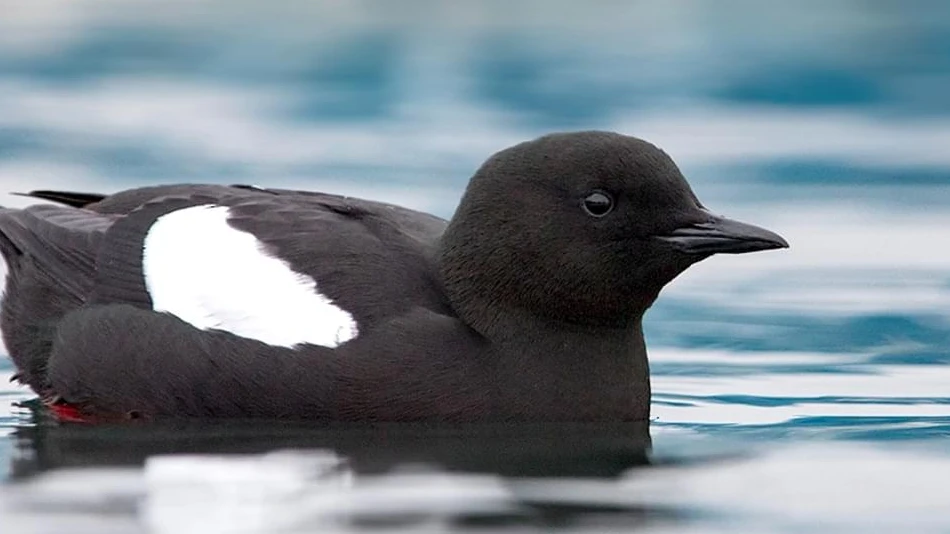 Guillemot 