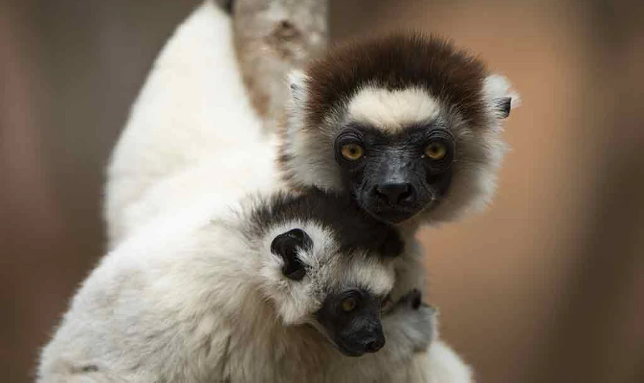 Journey to Madagascar