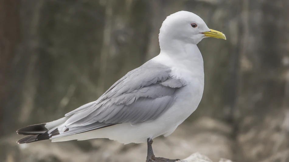 Kittiwake