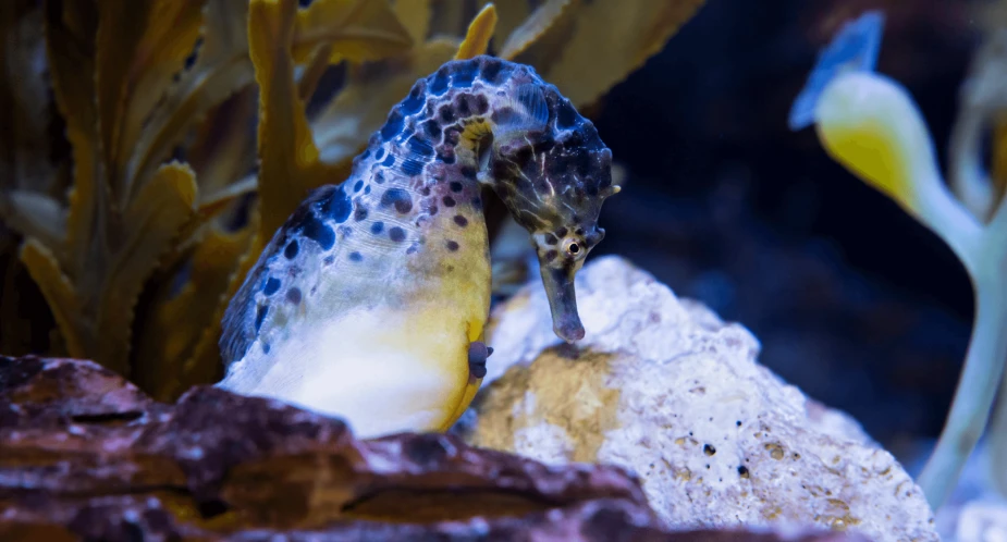 Pot-Bellied Seahorse