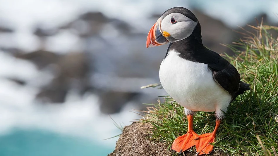 Puffins