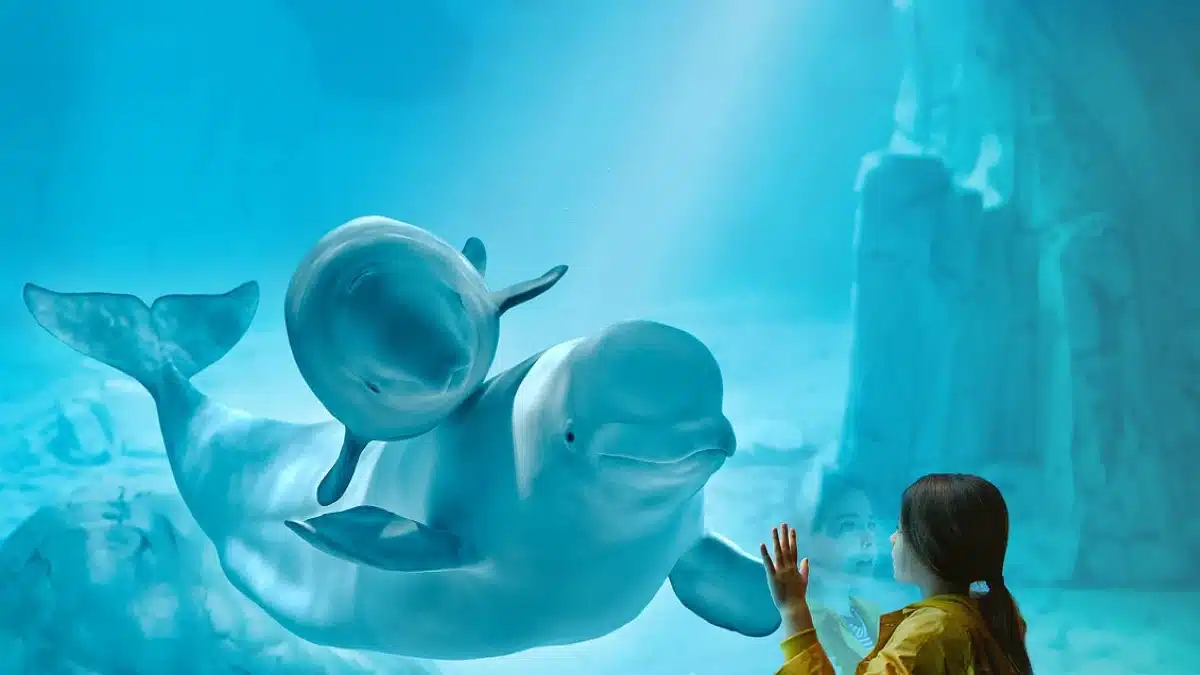 Top 3 Dolphin Experiences Tickets